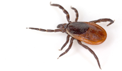 Yale Scientist Discovers New Tick-Borne Disease